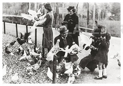 Feeding the pigeons (P6188)