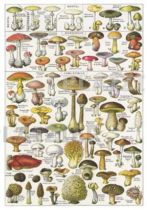 Mushrooms (P6280)